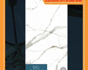 chieu phong sig p61206