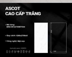 Ascot cao cấp trắng M122709BY044